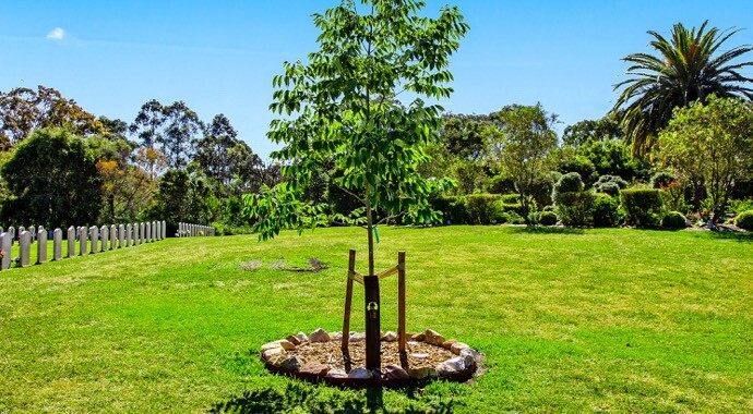 Macquarie Park - Living Legacy Trees