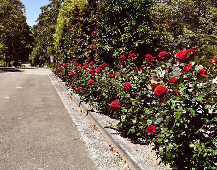 rose bushes